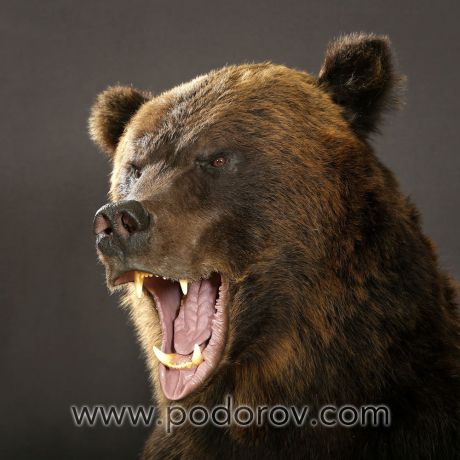 Портфолио чучело медведя с качественной проработкой пасти – Фотография № 7.