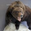 Настенное чучело крупного медведя на четырех лапах – Фотография № 2.