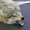 Шкура волка длиной 150 см с головой и лапами – Фотография № 5.